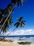Palm Trees And Outrigger On Paliton Beach, Siquijore, Philippines by Pershouse Craig Limited Edition Print