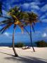 Palm Trees On Beach, Usa by Lee Foster Limited Edition Print