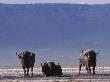 Cape Buffalos With Flamingos Nearby by Beverly Joubert Limited Edition Print