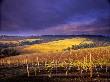 Willamette Valley Vineyard, Oregon, Usa by Janis Miglavs Limited Edition Print