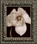 White And Black Speckled Flower by Prades Fabregat Limited Edition Print