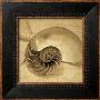 Chambered Nautilus by John Seba Limited Edition Print