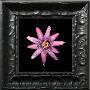 Passion Flower by Joson Limited Edition Print