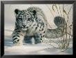 Snow Leopard Cub by Ian Coleman Limited Edition Print