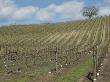 A Hillside Vineyard by Sylvia Sharnoff Limited Edition Print