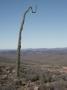 A Boojum Tree (Idria Columnaris) Resembles A Coat Hanger At Its Tip by Stephen Sharnoff Limited Edition Print