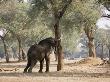 An African Elephant Pushes Against An Ana Tree by Beverly Joubert Limited Edition Print