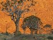 Quiver Trees, Richtersveld National Park, South Africa by Frans Lanting Limited Edition Print