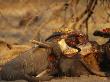 Lion Peers Over The Carcass Of An Elephant by Beverly Joubert Limited Edition Print