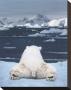 Dream Of A Polar Bear by Art Wolfe Limited Edition Print