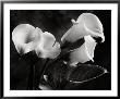 Cala Lilies No. 1 by Sondra Wampler Limited Edition Print