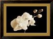 Phalaenopsis, Little Sierra by Sondra Wampler Limited Edition Print