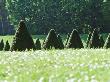 Superimposed Lines Of Topiary Yew Pyramids Beyond Meadow Foreground; Fontainebleau, France by Martine Mouchy Limited Edition Print
