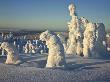 Snow Covered Spruces, Riisitunturi National Park, North Finland by Heikki Nikki Limited Edition Print