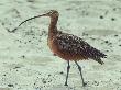 Long-Billed Curlew, Standing In Sand, California by David Boag Limited Edition Print