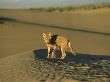 Coyote, Canis Latrans On Sand Dunes Idaho, Usa by Alan And Sandy Carey Limited Edition Print