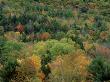 Foliage Change Through Fall Season, Sequence 4 by Chris Sharp Limited Edition Print