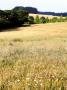 Wild Flower Meadow In Summer, West Berkshire, Uk by Philip Tull Limited Edition Print