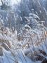 Snow Covered Grass In Winter by Karl Neumann Limited Edition Print