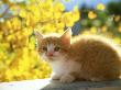 Orange And White Kitten, Usa by Alan And Sandy Carey Limited Edition Print