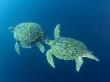 Green Sea Turtle, Mating Pair Being Followed By Another Male, Malaysia by David B. Fleetham Limited Edition Print