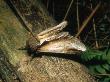 Swallow Prominent, Imago, Clipstone Forest, Nottinghamshire, Uk by David Fox Limited Edition Print