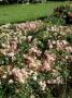 Rosa Pheasant Procumbent Rose Ground Cover Waterperry Gardens Oxon by David Askham Limited Edition Print