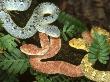 African Bush Viper, Atheris Squamiger, 3 Colour Morphs, W & C Africa by Brian Kenney Limited Edition Print