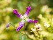 Clematis X Triternata Rubromarginata Growing Over Lonicera Nitida Baggesens Gold by Geoff Kidd Limited Edition Print