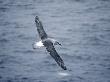 Grey Headed Albatross In Flight, Georgia by Ben Osborne Limited Edition Print