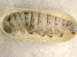 Caterpillar In Cocoon Prior To Pupation by Oxford Scientific Limited Edition Print