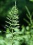 Horsetail, Equisetum Arvense by Oxford Scientific Limited Edition Pricing Art Print