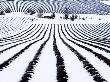 Field Of Lavender Covered In Snow, Vaucluse, France by Alain Christof Limited Edition Print
