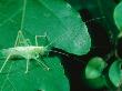 Oak Bush Cricket, Female Imago, Nottingham, Uk by David Fox Limited Edition Print