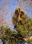 North American Porcupine In Tree, Mexico by Patricio Robles Gil Limited Edition Pricing Art Print