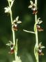 Fly Orchids, Ophrys Insectifera by Bob Gibbons Limited Edition Print