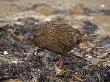 Gallirallus Australis, An Endemic Flightless Rail, New Zealand by Bob Gibbons Limited Edition Print