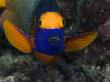 Yellowmask Angelfish Or Blueface Angelfish, Mabul Island, Malaysia by David B. Fleetham Limited Edition Print