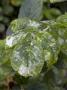 Powdery Mildew On Rose Leaf Caused By Sphaerotheca Pannosa by Kidd Geoff Limited Edition Print