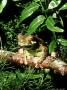 Marsupial Frog, Female On Branch by Oxford Scientific Limited Edition Pricing Art Print