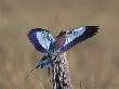 Lilacbreasted Roller, Etosha National Park, Namibia by Chris And Monique Fallows Limited Edition Print