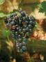 Grape Chambourcin Bunch Against South Facing Wall by David Askham Limited Edition Print