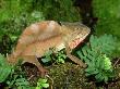 Crested Chameleon, Chamaeleo Cristatus Central African Forests by Brian Kenney Limited Edition Print