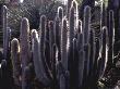 Cactus, Espostoa Lanata Bancroft Garden, California by Michele Lamontagne Limited Edition Pricing Art Print