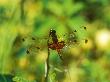 Calico Pennant, Resting, Maryland by David Boag Limited Edition Print