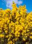 Gorse, Flowering by David Boag Limited Edition Print