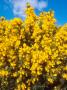 Gorse, Flowering by David Boag Limited Edition Print
