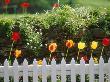 Red And Yellow Tulips Flowering Along White Wicket Fence by Rowan Isaac Limited Edition Print