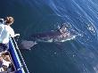 Great White Shark, Seal Island, South Africa, Atlantic Ocean by Chris And Monique Fallows Limited Edition Print