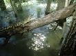 Morelets Crocodile, Single, Mexico by Patricio Robles Gil Limited Edition Print